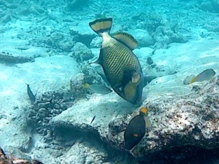 Pesce Balestra Titano - Balistoides Viridescens - Titan Triggerfish - Intptheblue.it