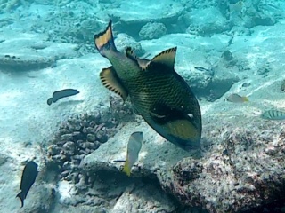 Pesce Balestra Titano - Balistoides Viridescens - Titan Triggerfish - Intptheblue.it