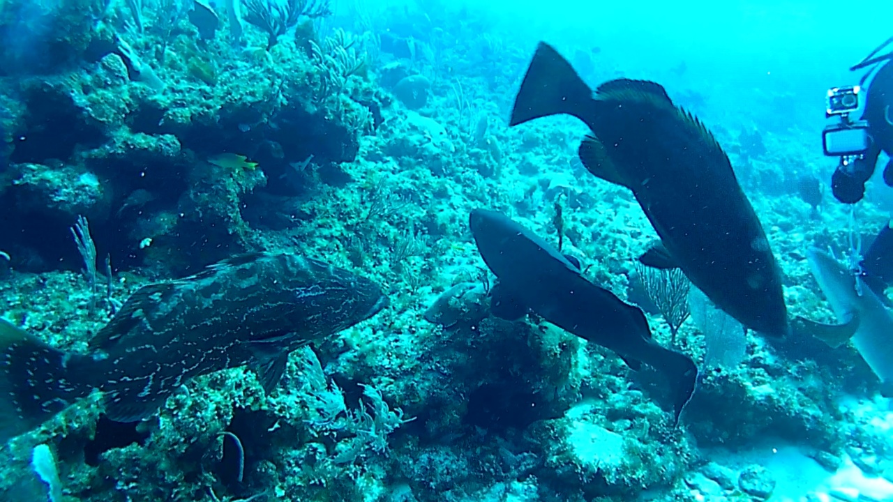 cernie dei caraibi - caraibic groupers - intotheblue.it