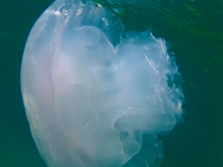 Medusa Parzialmente Mangiata Dai Pesci - Jellyfish Partially Eaten By Fish - Intotheblue.it