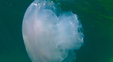 Medusa parzialmente mangiata dai pesci - Jellyfish partially eaten by fish - intotheblue.it