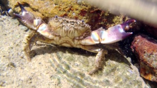 Warty Crab - Eriphia verrucosa