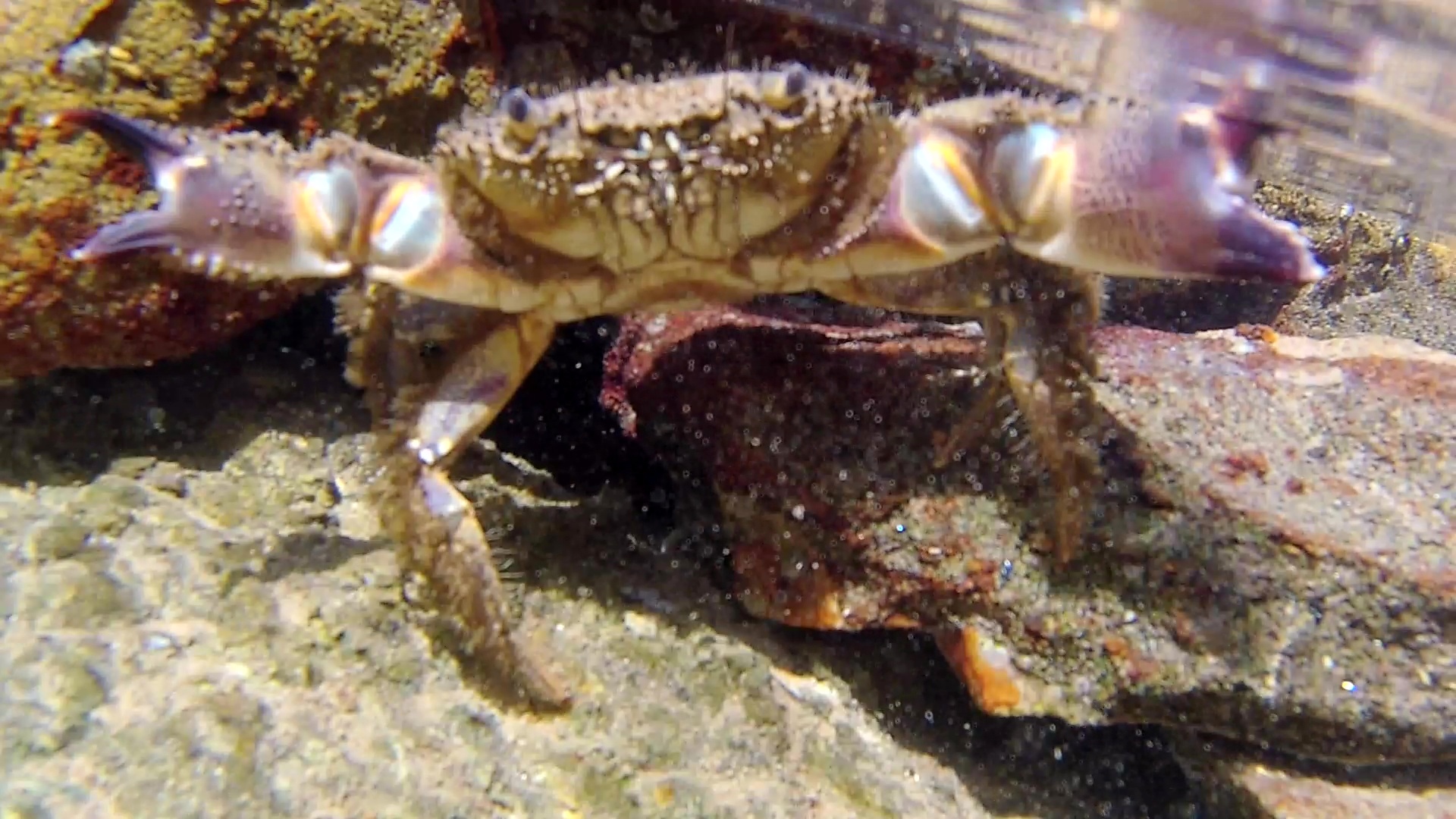 Il Granchio Favollo - The Warty Crab - Eriphia verrucosa - intotheblue.it