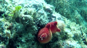 Ascidia viola - Halocynthia papillosa - red sea Squirt - intotheblue.it