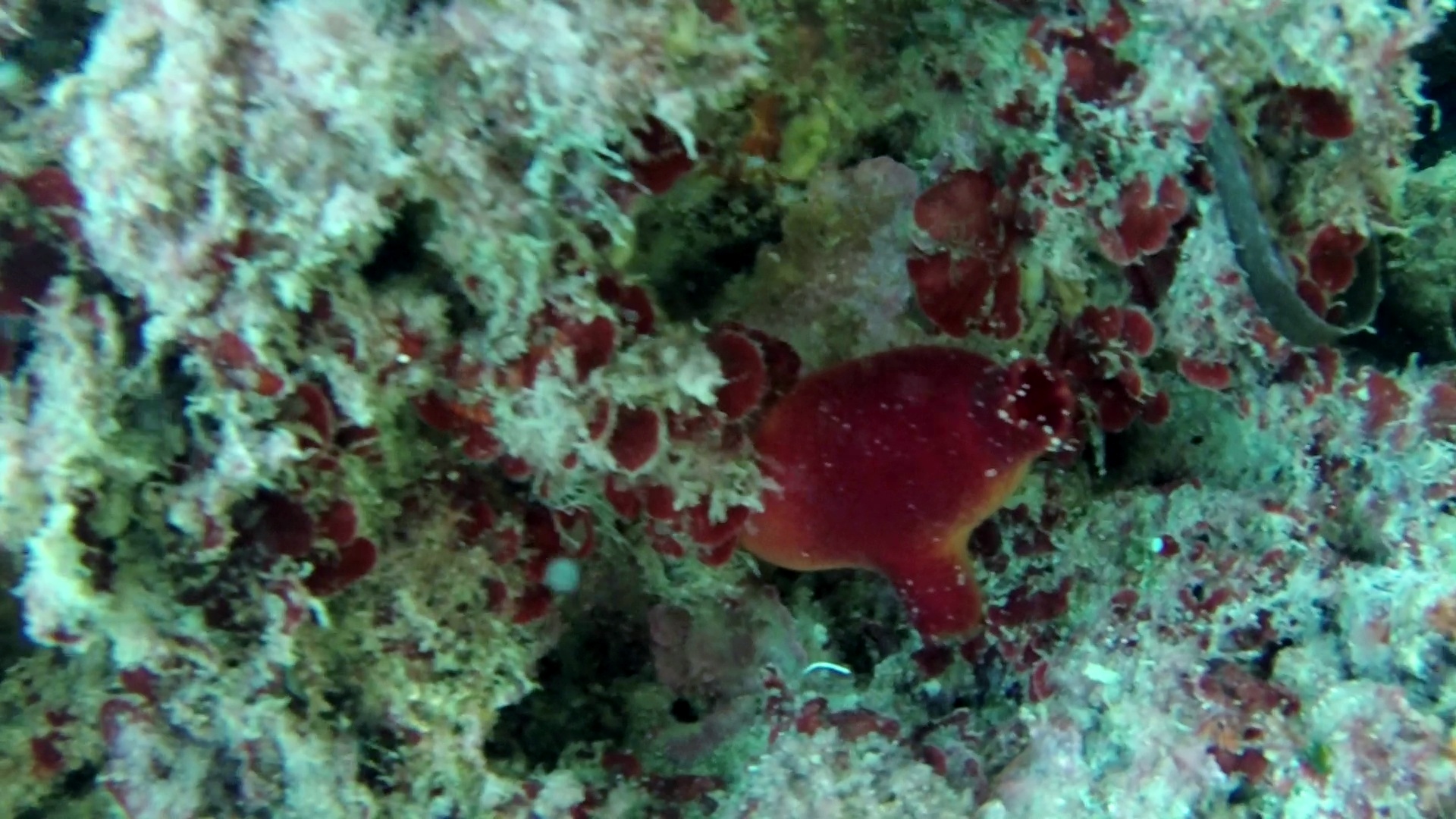 Ascidia viola - Halocynthia papillosa - red sea Squirt - intotheblue.it