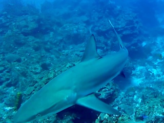 Squalo Grigio - Carcharhinus Plumbeus - Sandbar Shark - Intotheblue.it