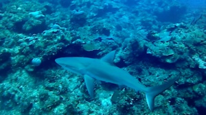 Sandbar shark - Carcharhinus plumbeus