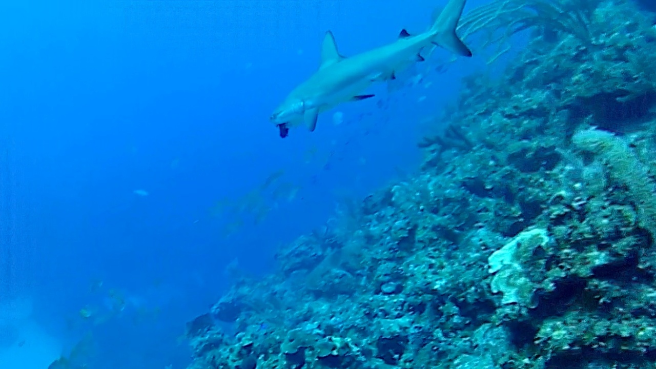 Squalo grigio - Carcharhinus plumbeus - sandbar Shark - intotheblue.it