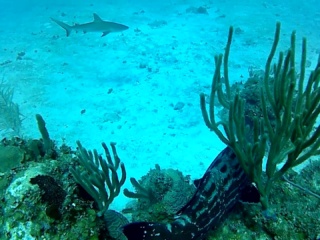 Squalo Grigio - Carcharhinus Plumbeus - Sandbar Shark - Intotheblue.it