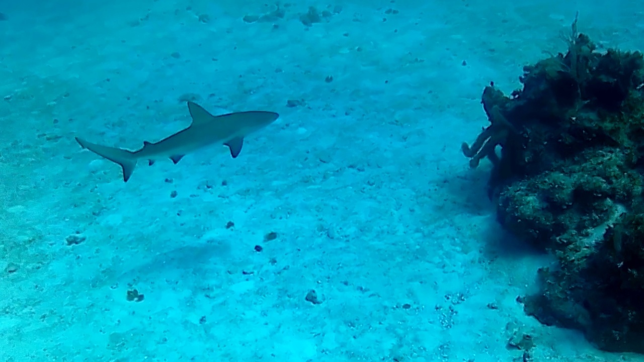Squalo grigio - Carcharhinus plumbeus - sandbar Shark - intotheblue.it