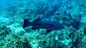 Nassau grouper - Epinephelus striatus