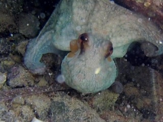 Polpo Comune - Octopus Vulgaris - Intotheblue.it