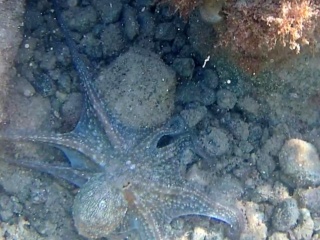 Polpo Comune - Octopus Vulgaris - Intotheblue.it