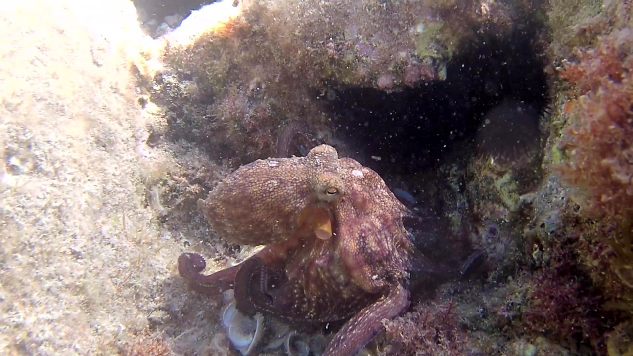 Polpo comune - Octopus vulgaris - intotheblue.it