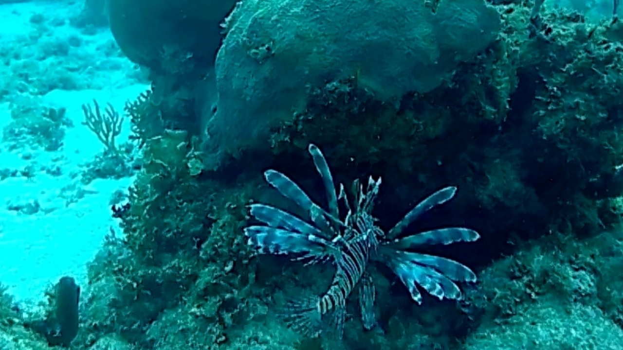 Pesce scorpione - red Lionfish - Pterois volitans - intotheblue.it