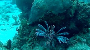 Pesce scorpione - red Lionfish - Pterois volitans - intotheblue.it