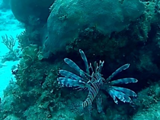Pesce Scorpione - Red Lionfish - Pterois Volitans - Intotheblue.it