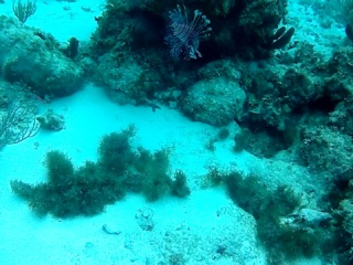Pesce Scorpione - Red Lionfish - Pterois Volitans - Intotheblue.it