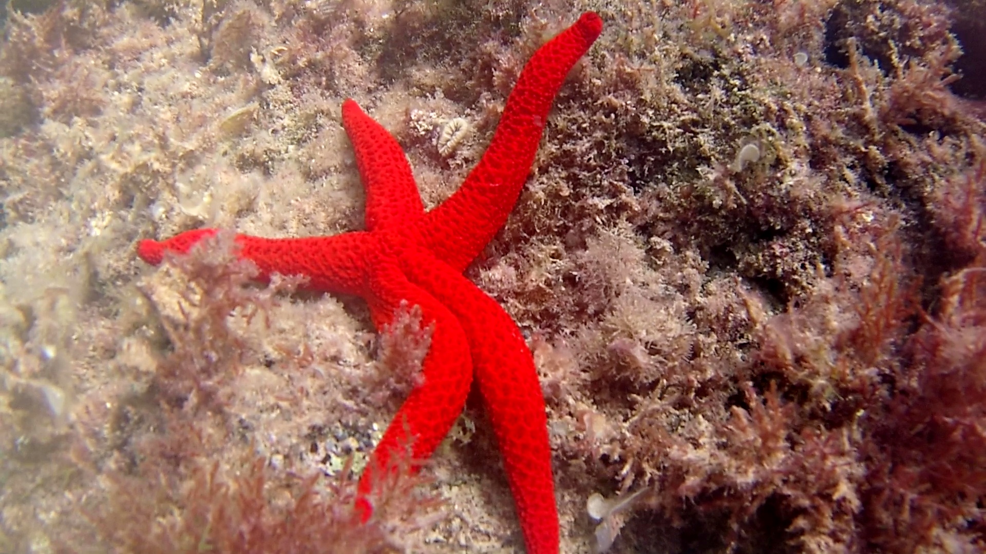 stella marina rossa - echinaster sepositus - mediterranean star red - intotheblue.it