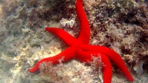 stella marina rossa - echinaster sepositus - mediterranean star red - intotheblue.it