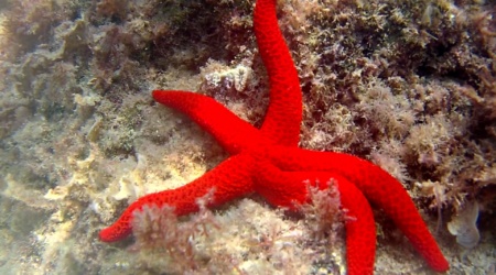 stella marina rossa - echinaster sepositus - mediterranean star red - intotheblue.it