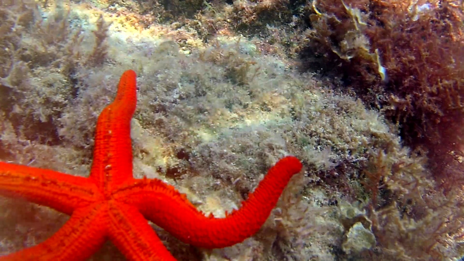 stella marina rossa - echinaster sepositus - mediterranean star red - intotheblue.it