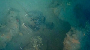 astice del mediterraneo - lupicante - homarus gammarus - mediterranean lobster - intotheblue.it