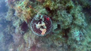 Purple Sea Urchin, Sphaerechinus granularis intotheblue.it