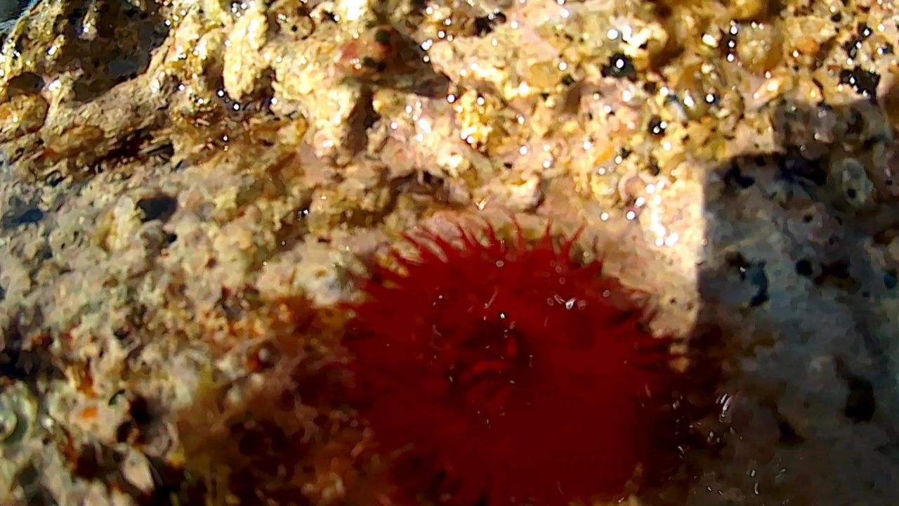 Pomodoro di mare - The Beadlet Anemone - Actinia equina - intotheblue.it