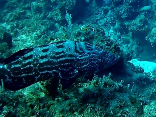 La Cernia Striata - The Nassau Grouper - Intotheblue.it