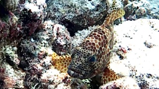 Greasy grouper - Epinephelus tauvina