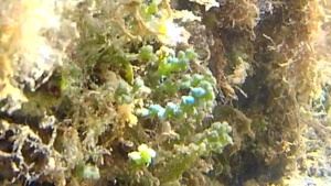 Caulerpa a grappoli - Caulerpa racemosa