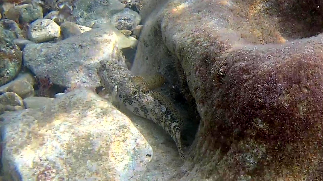 Ghiozzo Testone - The Giant Goby - Gobius Cobitis - intotheblue.it