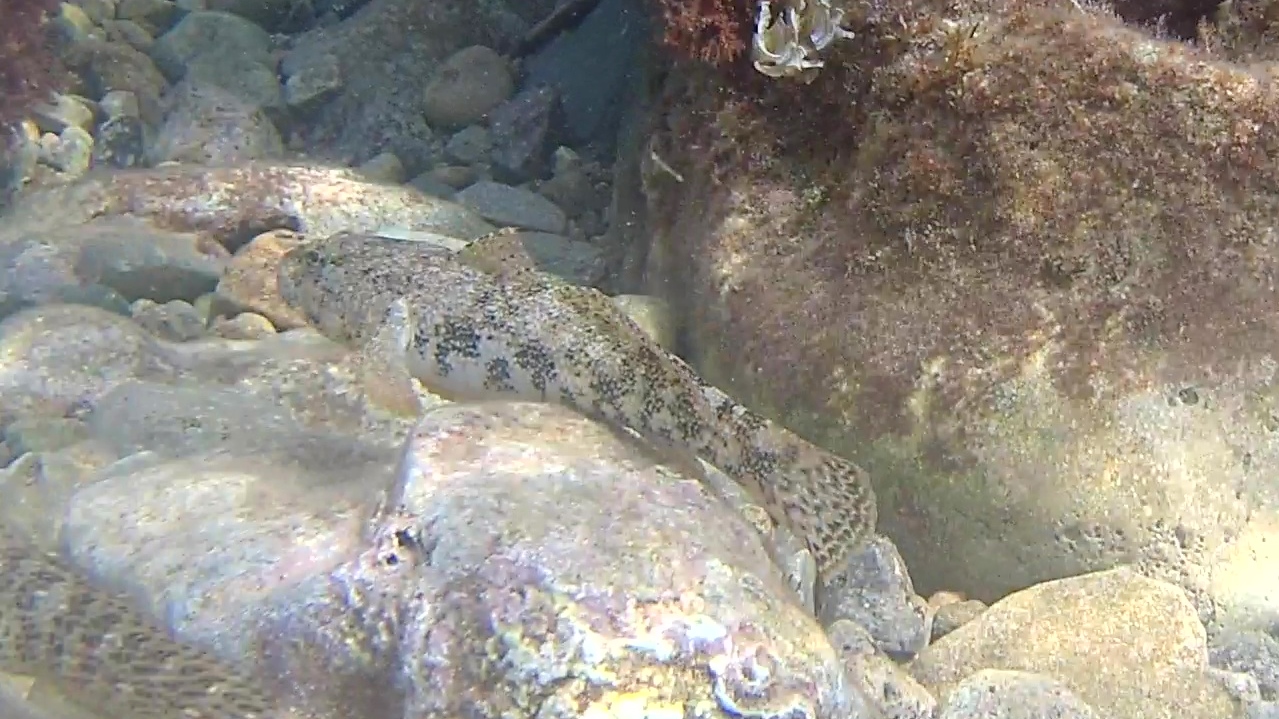 Ghiozzo Testone - The Giant Goby - Gobius Cobitis - intotheblue.it