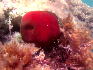 Pomodoro Di Mare - The Beadlet Anemone - Actinia Equina - Intotheblue.it