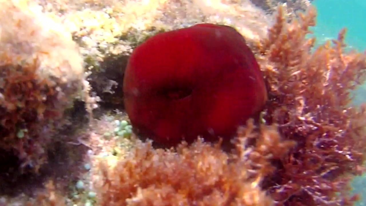 Pomodoro di mare - The Beadlet Anemone - Actinia equina - intotheblue.it