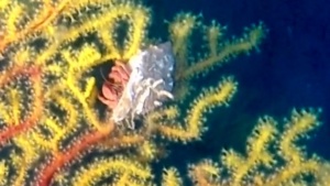 Paguro su gorgonia di Savalia Savaglia - Pagurus on Gold Coral - intotheblue.it