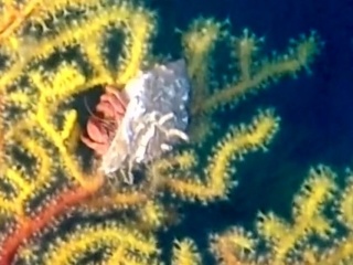 Paguro Su Gorgonia Di Savalia Savaglia - Pagurus On Gold Coral - Intotheblue.it