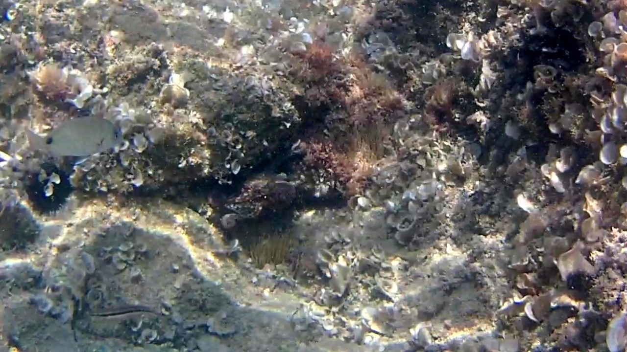 Polpo comune - Octopus vulgaris - common Octopus - campione di mimetismo - champion in camouflage - intotheblue.it