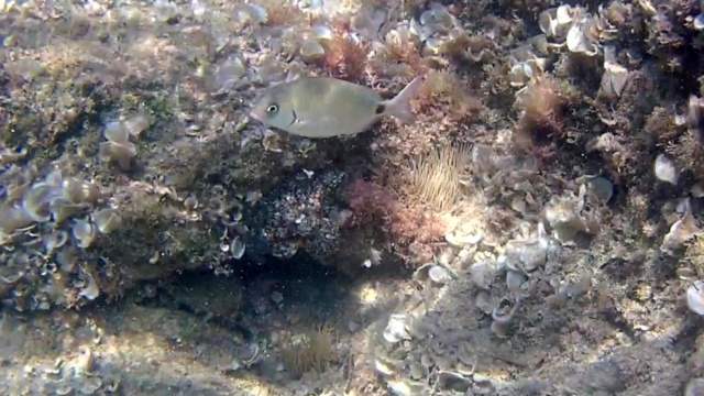 Polpo comune - Octopus vulgaris - common Octopus - campione di mimetismo - champion in camouflage - intotheblue.it