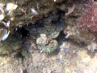Polpo Comune - Octopus Vulgaris - Common Octopus - Campione Di Mimetismo - Champion In Camouflage - Intotheblue.it