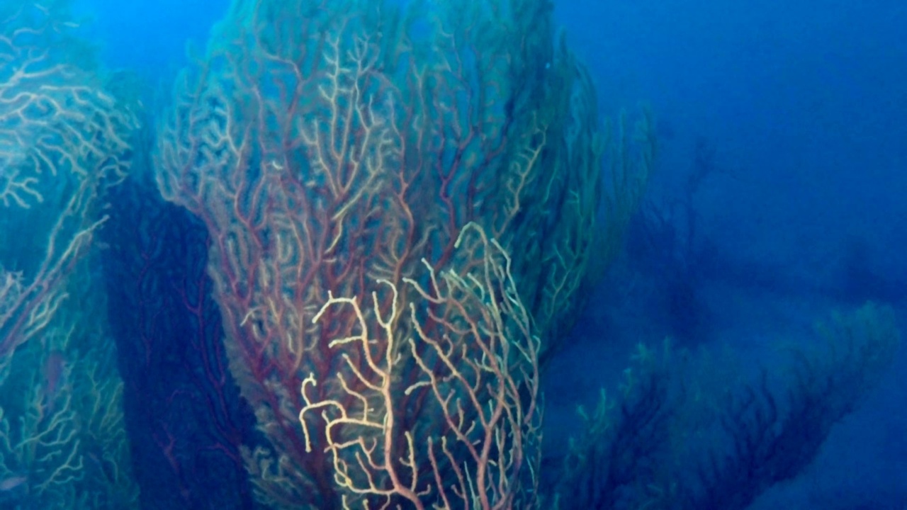 Bellissima colonia di Savalia Savaglia - Beautifull Gold Coral colony - intotheblue.it