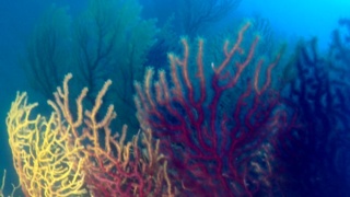 Beautifull Gold Coral colony 