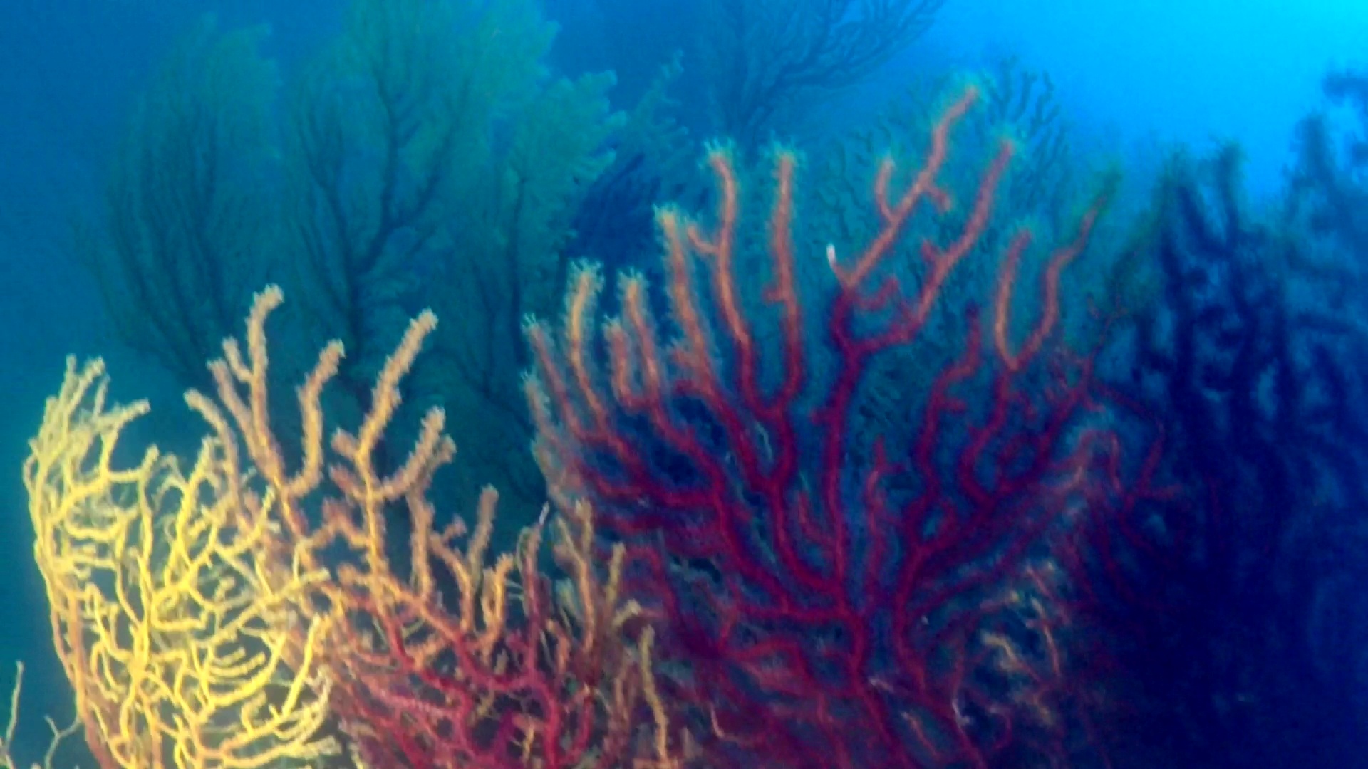 Bellissima colonia di Savalia Savaglia - Beautifull Gold Coral colony - intotheblue.it