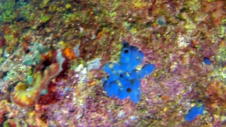 Blue Sponge - Phorbas tenacior