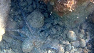 Octopus hunting for food