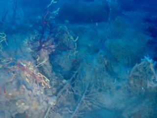 Le Reti Da Pesca Perse Sono Un Danno Ambientale - Lost Fishing Nets Are Un Environmentale Damage - Intotheblue.it