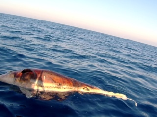 Delfino Morto Al Largo Di Castiglioncello - Dolphin Dead Off The Coast Of Castiglioncello - Tursiops Truncatus - Intotheblue.it