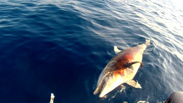 Delfino morto al largo di Castiglioncello - Dolphin dead off the coast of Castiglioncello - Tursiops truncatus - intotheblue.it