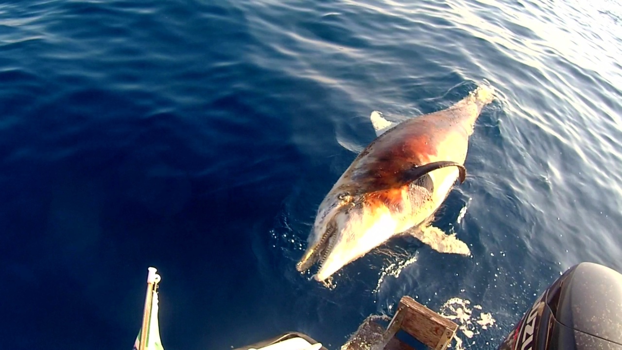 Delfino morto al largo di Castiglioncello - Dolphin dead off the coast of Castiglioncello - Tursiops truncatus - intotheblue.it